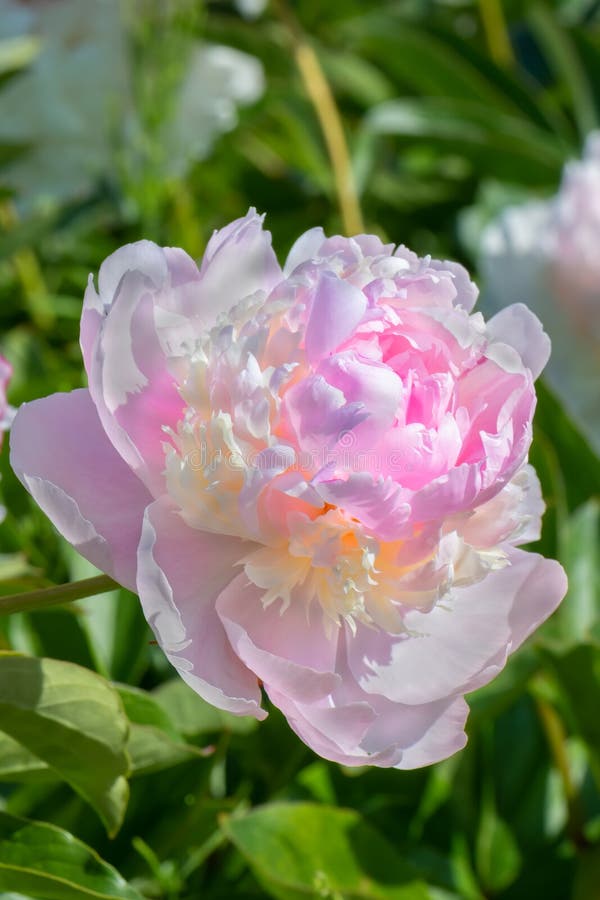 Pink, double Peony flower in the sun